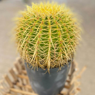 Echinocactus grusonii