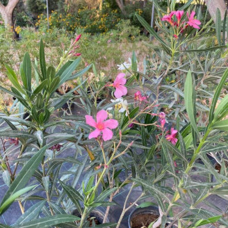 Nerium oleander