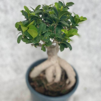 Ficus microcarpa 'Ginseng'