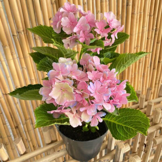 Hydrangea macrophylla