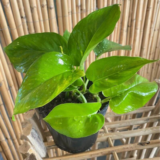 Epipremnum aureum