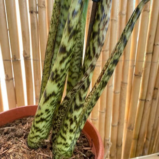 Alocasia zebrina