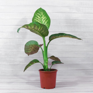 Dieffenbachia