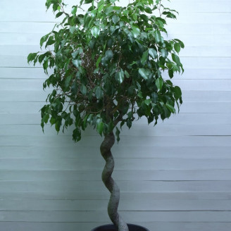 Ficus benjamina 'Exotica'...