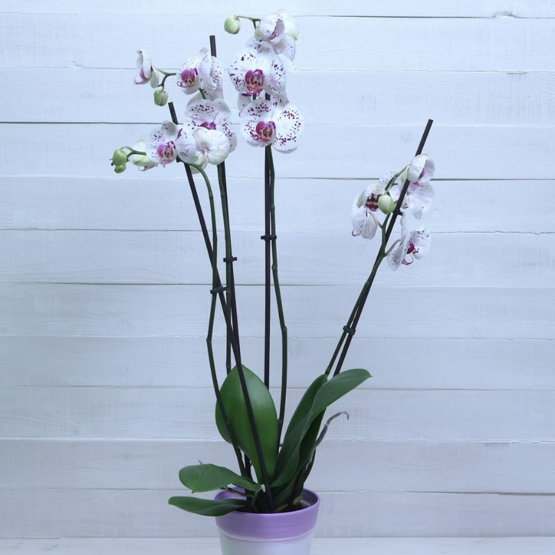 Phalaenopsis Printemps 2 Pieces main image 1