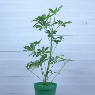 Schefflera