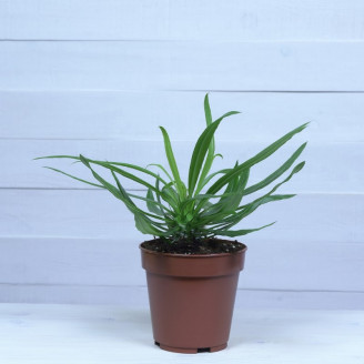 Pachypodium lamerei