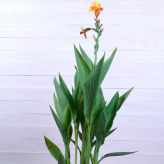 Canna indica