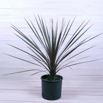 Cordyline australis...