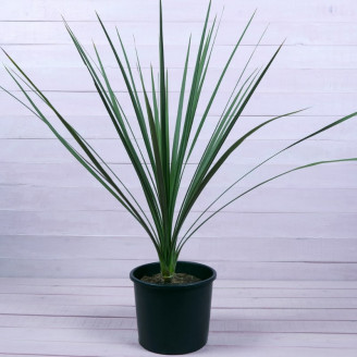 Cordyline indivisa