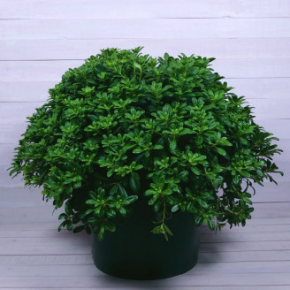 Pittosporum tobira 'Nanum'