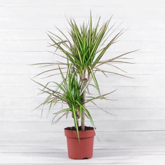 Dracaena marginata 'Sunray'