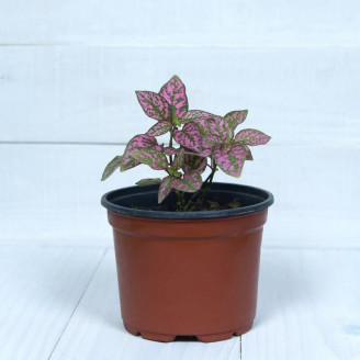 Hypoestes phyllostachya