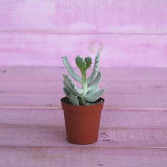 Cotyledon undulata