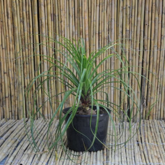 Beaucarnea recurvata