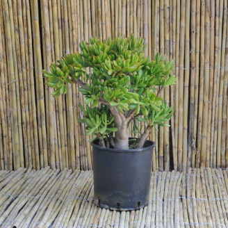 Crassula ovata 'Hobbit'