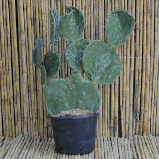 Opuntia robusta