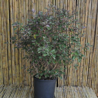 Vitex trifolia 'Purpurea'