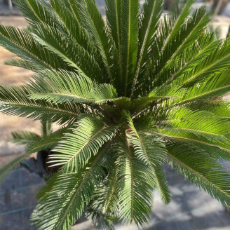 Cycas revoluta