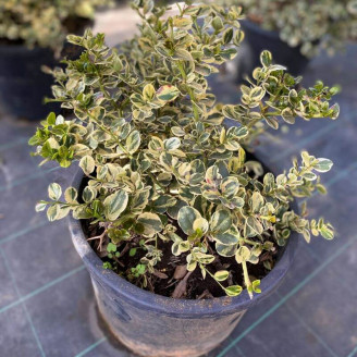 Carissa macrocarpa 'Variegata'