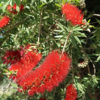 Callistemon 'Kings Park...