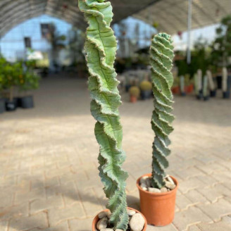 Cereus forbesii 'Spiralis'