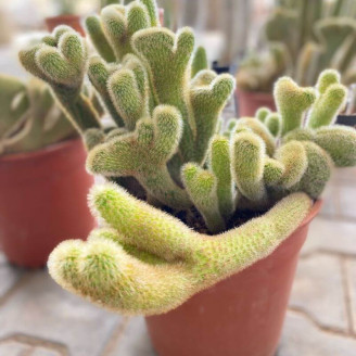 Cleistocactus winteri