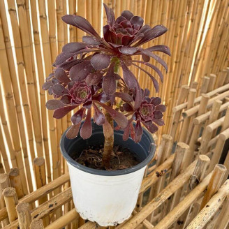 Aeonium arboreum