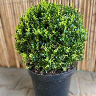 Buxus sempervirens