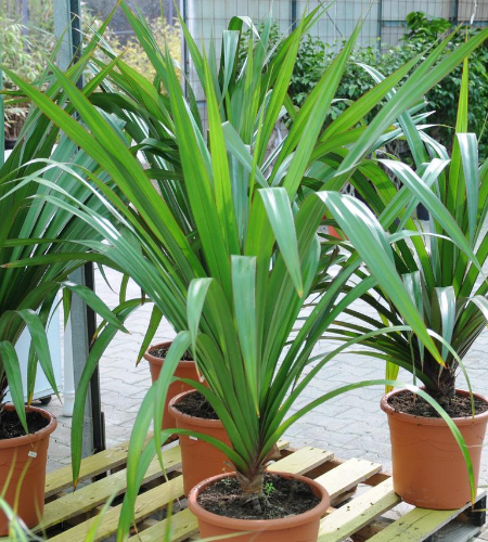 Couleurs Jardin : plantes d'extérieur & d'intérieur, pots et accessoires