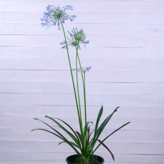 Agapanthus africanus 'Peter...