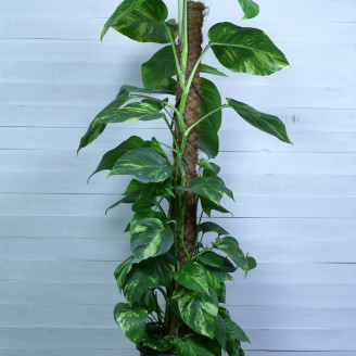 Epipremnum aureum