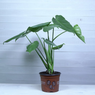 Monstera deliciosa