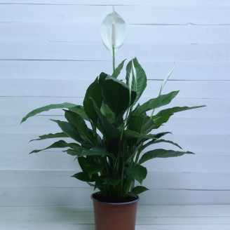 Spathiphyllum