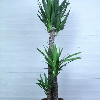 Yucca elephantipes INT