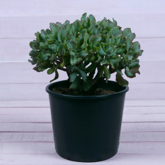 Crassula ovata 'Blue'