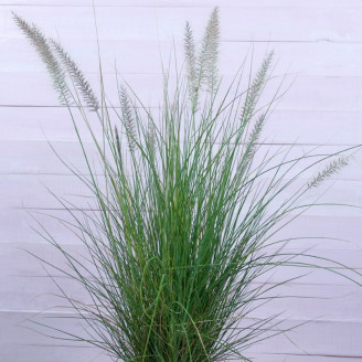 Pennisetum alopecuroides