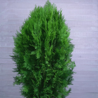 Thuja orientalis