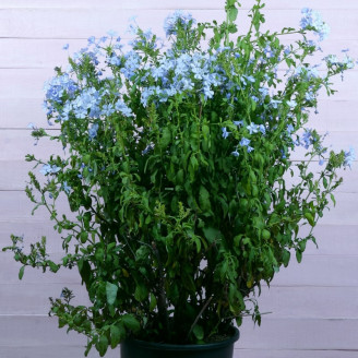 Plumbago auriculata