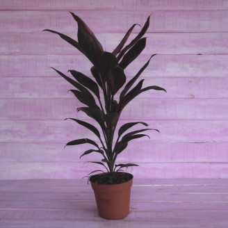 Cordyline fruticosa 'Rubra'