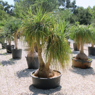 https://www.couleurs-jardin.com/tunis/2066-home_default/beaucarnea-recurvata.jpg