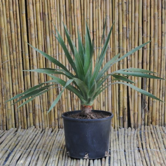 Dracaena draco