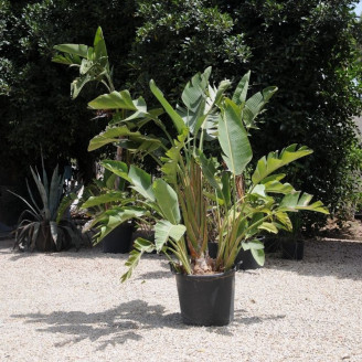 Strelitzia augusta