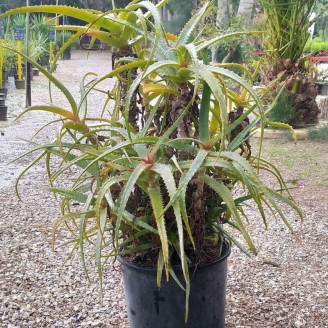 Aloe arborescens