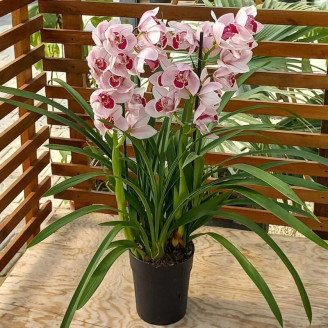 Cymbidium