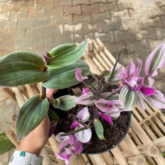 Tradescantia albiflora...