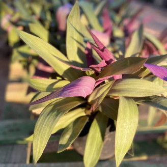 Tradescantia spathacea